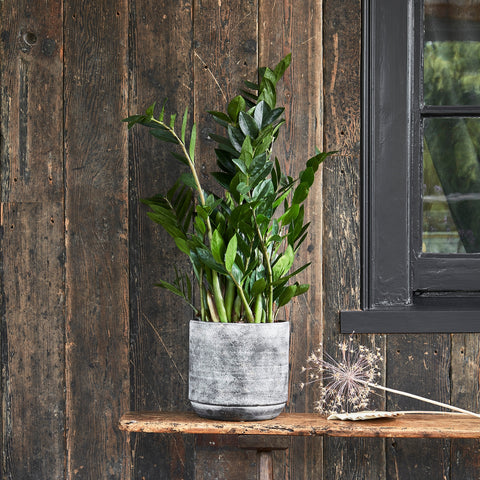 Versatile Round Indoor Planter with Dark Cement Finish