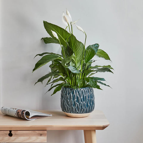 Stylish and Elegant Planter with Embossed Design Finish