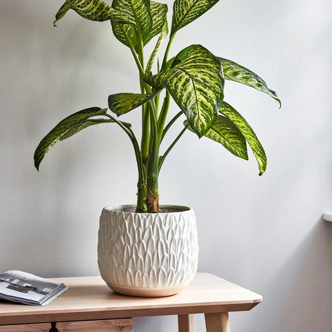 Stylish and Elegant Planter with Embossed Design Finish