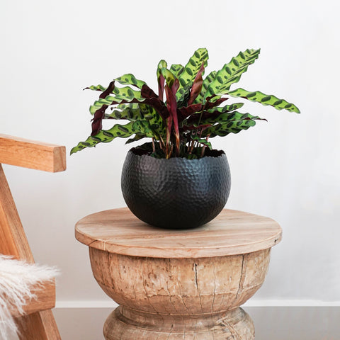 Industrial Hammered Bowl Indoor Planter in Black and Copper