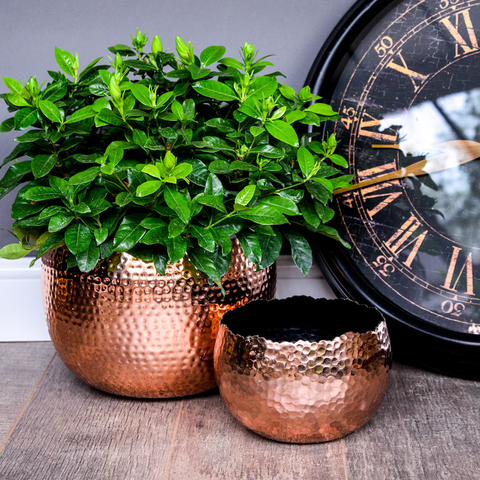 Industrial Hammered Bowl Indoor Planter in Copper and Black