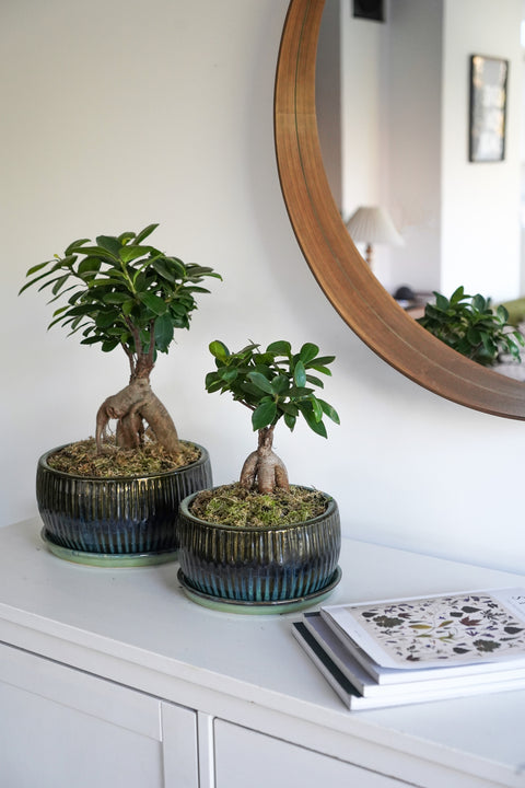 Eye-catching Indoor Round Set of 2 Bonsai Planters in Emerald