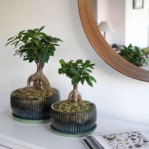 Eye-catching Indoor Round Set of 2 Bonsai Planters in Emerald