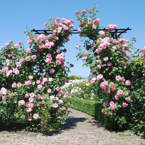 Graceful Decorative Garden Arch with Sturdy Steel Frame in Black
