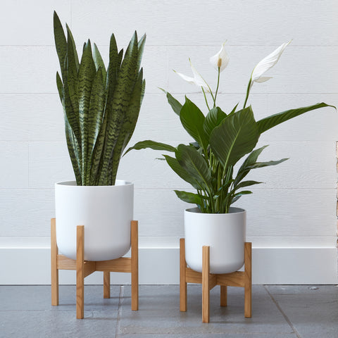 Elegant Indoor Plant Pot with Wooden Stand in White