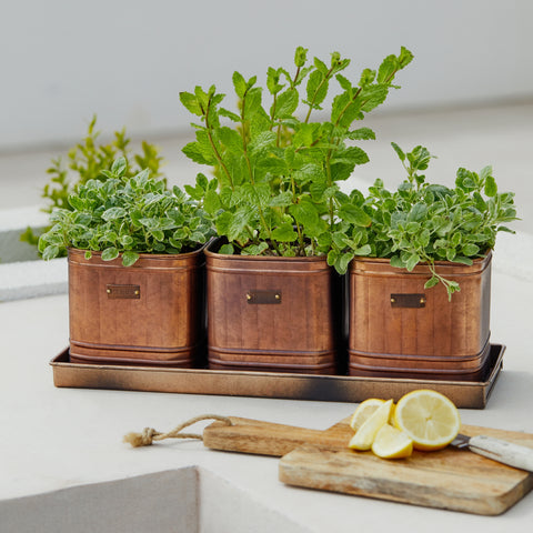 Copper Kitchen Inspired Herb Planters set of 3 with Large Tray