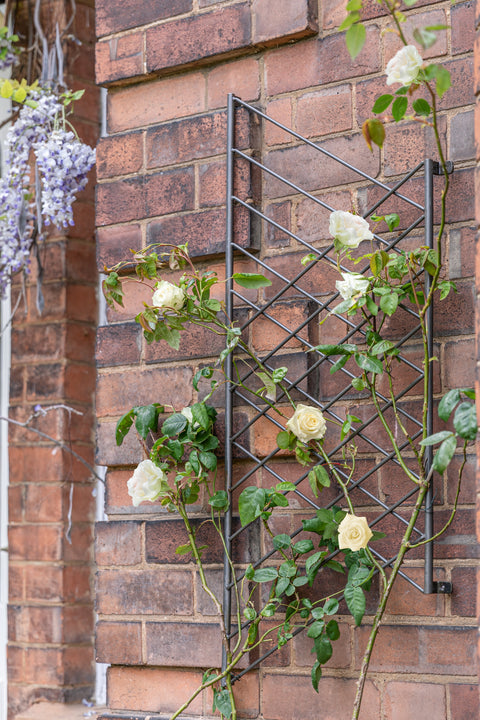 Modern Outdoor Trellis with Linear Design and Zinc Finish