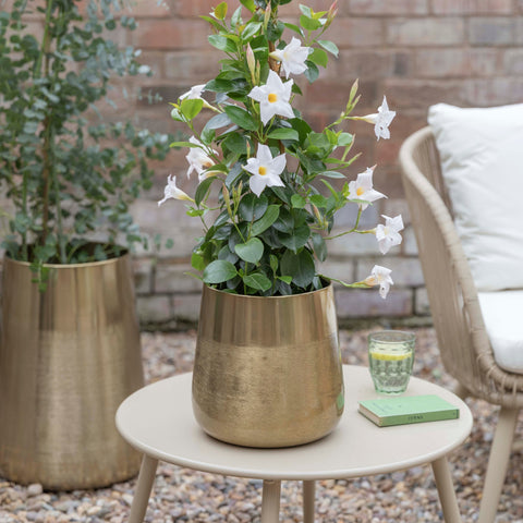 Classy Outdoor Planter set of 2 with Metallic Finish in Brass