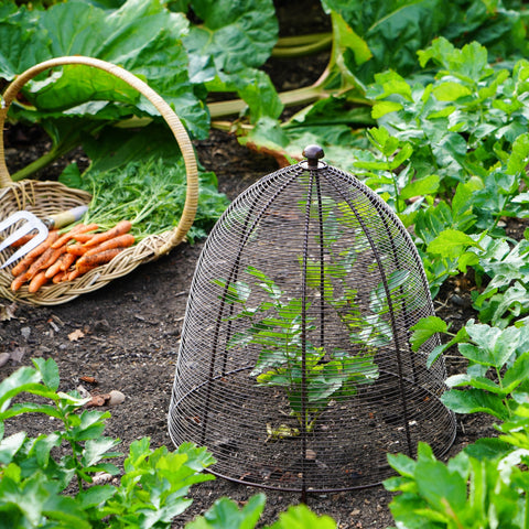 Versatile Protective Plant Wire Cover in Bronze Finish