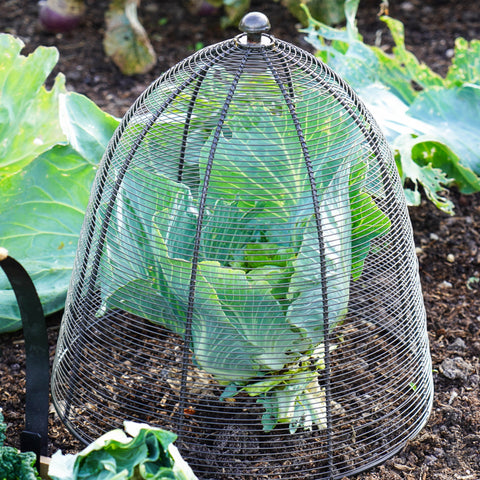 Versatile Large Protective Plant Wire Cover in Zinc Finish