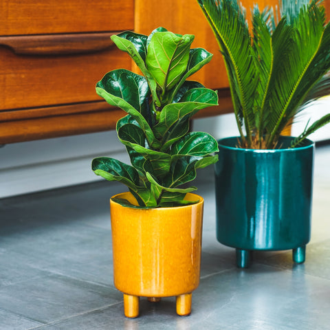 Contemporary Ceramic Planter with Tripod Legs and Glaze Finish in Mustard