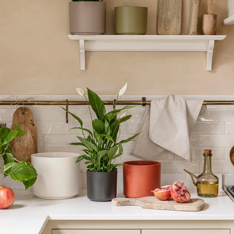 Elegant Indoor Planter with Immaculate Colour Finish