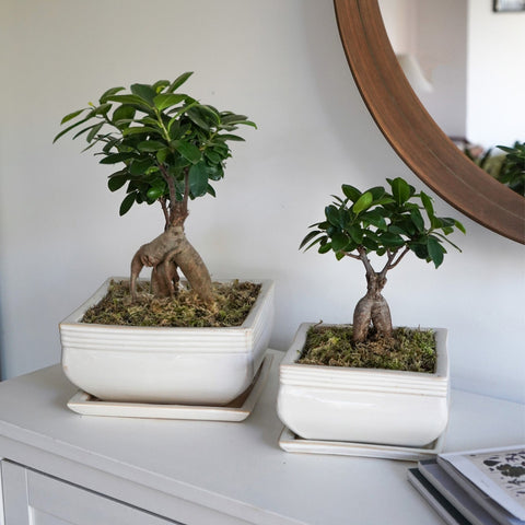 Elegant set of 2 Square Bonsai Planters with Glaze Finish