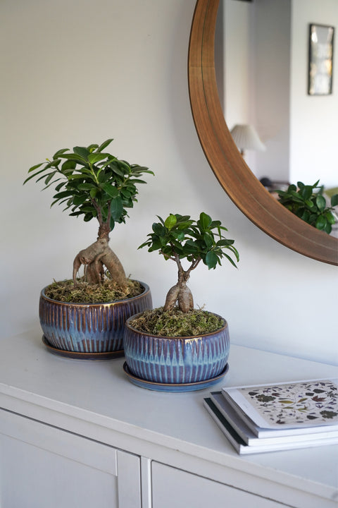 Dazzling Indoor set of 2 Bonsai Planters with Reactive Glaze in Sapphire