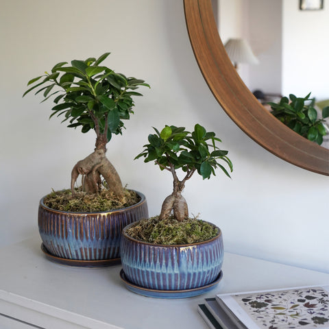Dazzling Indoor set of 2 Bonsai Planters with Reactive Glaze in Sapphire