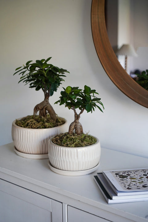 Dazzling set of 2 Indoor Bonsai Planters with Reactive Glaze in White