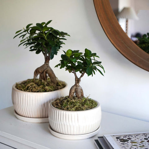 Dazzling set of 2 Indoor Bonsai Planters with Reactive Glaze in White